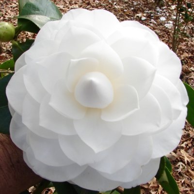 Nuccio\'s Gem